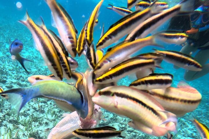 Off-the-Beaten-Path Snorkel: Stingray City & Tres Cocos Reef Near San Pedro photo 4