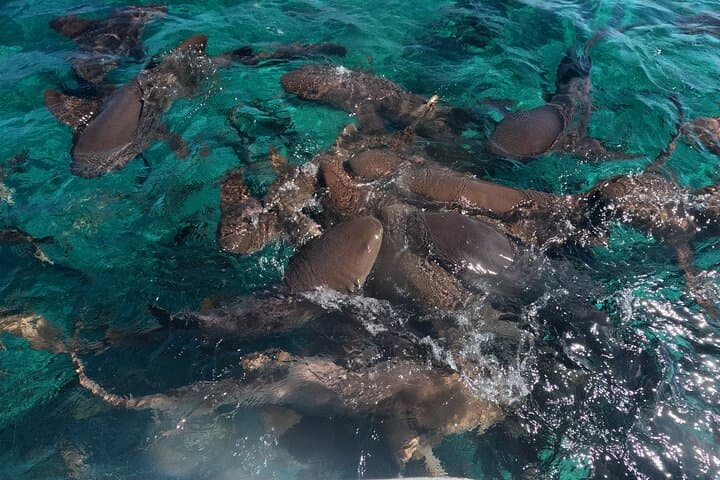 Off-the-Beaten-Path Snorkel: Stingray City & Tres Cocos Reef Near San Pedro photo 5