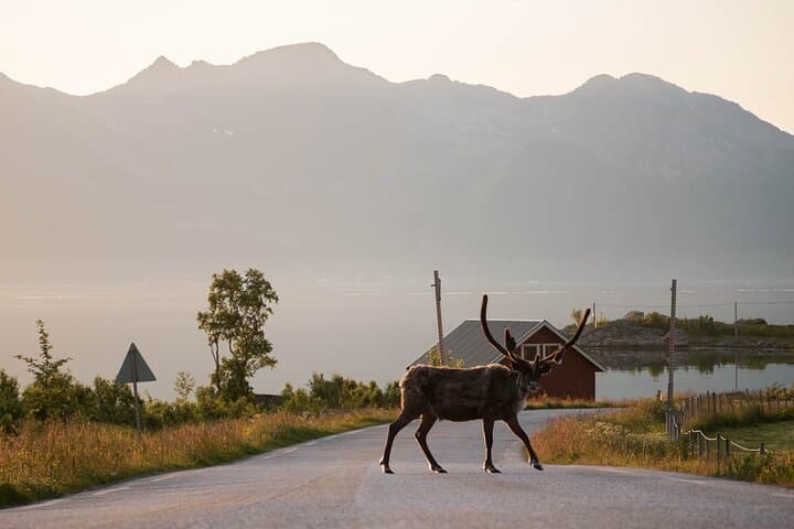 Tromsø Fjord Tour to Sommarøy in Spanish — Midnight Sun & Arctic Culture photo 4