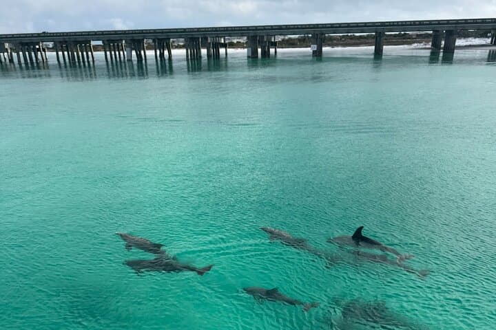 Private Destin Harbor Boat Tour: Crab Island Dolphin & Sunset Cruise photo 3