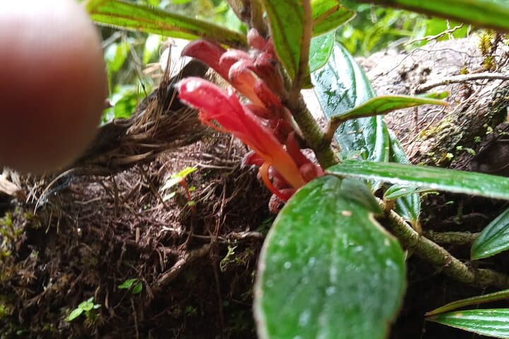 El Tigre Waterfalls Hike — Monteverde Hanging Bridges & Tilarán Falls photo 4