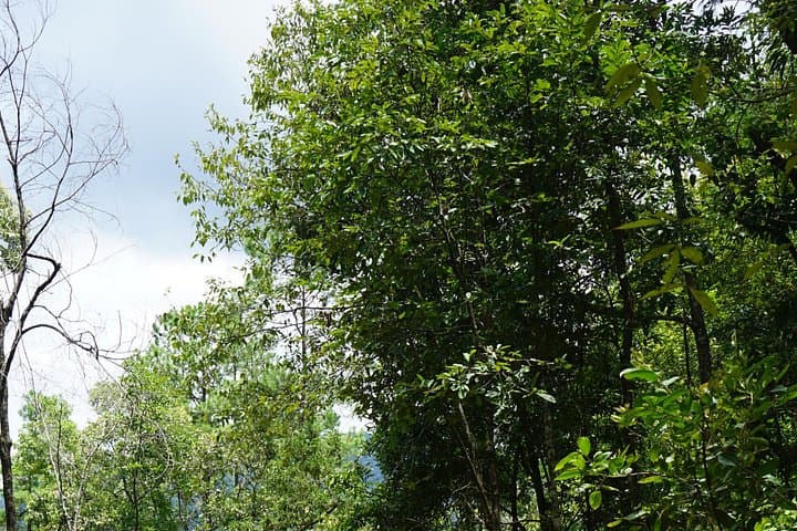 Full-Day Doi Inthanon Jungle Trek from Chiang Mai: Waterfalls, Mossy Forests & Local Lunch photo 4