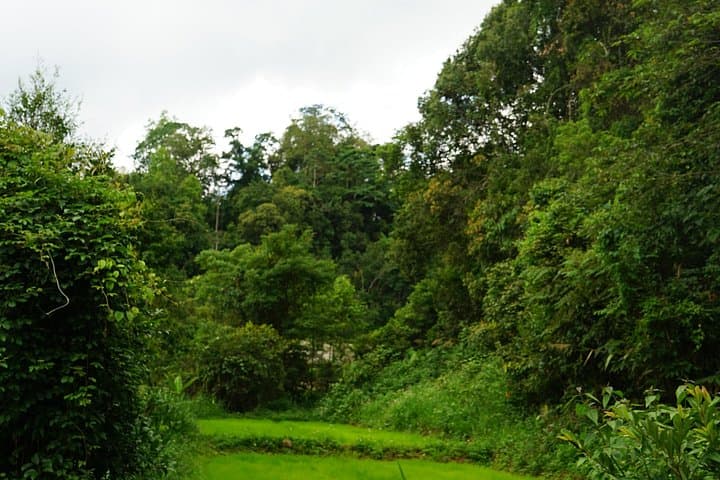 Chiang Mai Private Day Trekking: Forest Trails, Hill‑Village Encounters & Local Lunch photo 2