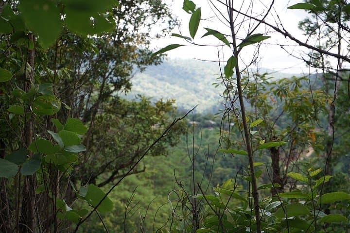 Chiang Mai Private Day Trekking: Forest Trails, Hill‑Village Encounters & Local Lunch photo 3