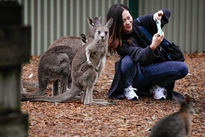 Blue Mountains Exclusive Private Tour from Sydney — Private Full-Day Scenic Escape photo 4