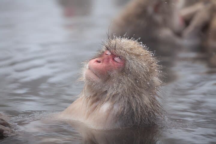 Nagano Snow Monkey & Obuse Day Tour — Jigokudani Monkeys and Hokusai Obuse
