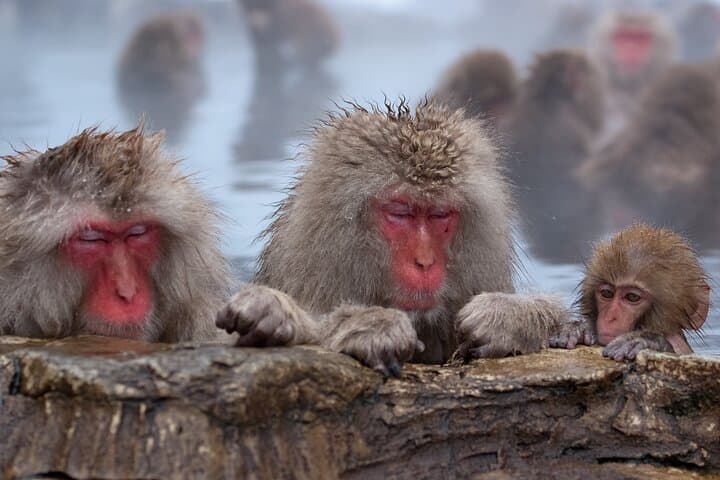 Nagano Snow Monkey & Obuse Day Tour — Jigokudani Monkeys and Hokusai Obuse photo 2