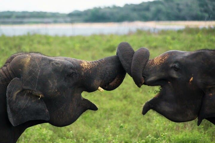 Habarana Safari Adventure: Kaudulla & Hurulu Eco Park Elephant Safari photo 4