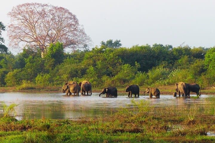 Habarana Safari Adventure: Kaudulla & Hurulu Eco Park Elephant Safari