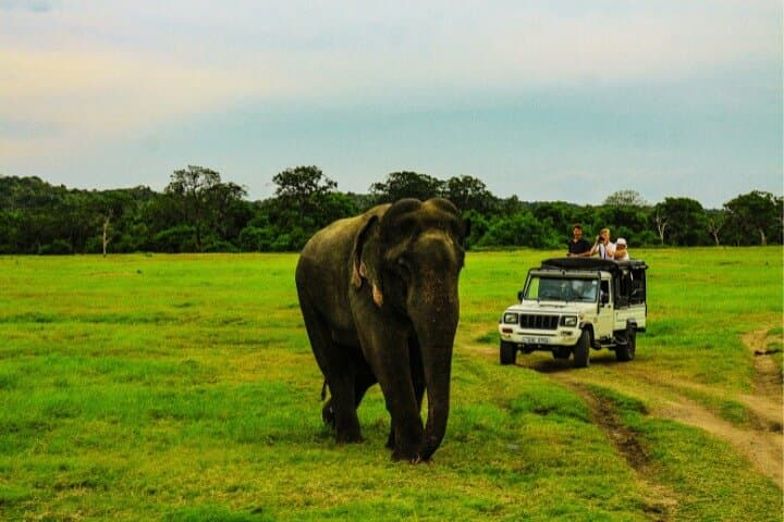 Habarana Safari Adventure: Kaudulla & Hurulu Eco Park Elephant Safari photo 6