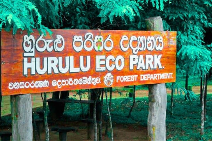 Habarana Safari Adventure: Kaudulla & Hurulu Eco Park Elephant Safari photo 5