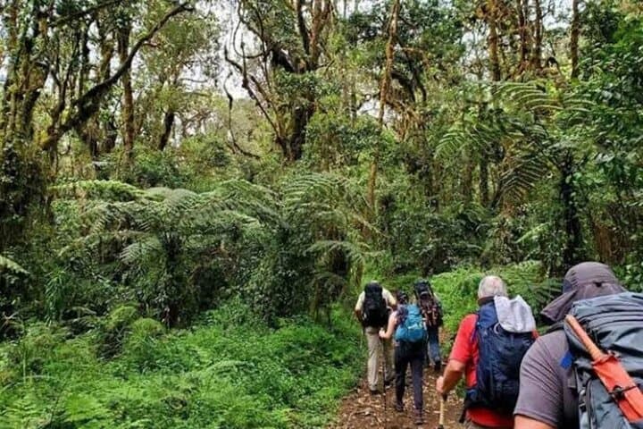 Mandara Hut Day Trek on Mount Kilimanjaro: Rainforest Hike to 2,700m photo 3