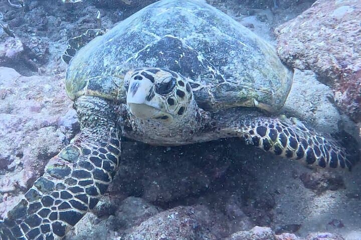 Mombasa Half-Day Dive: Shark Point & Green Turtle for Certified Divers