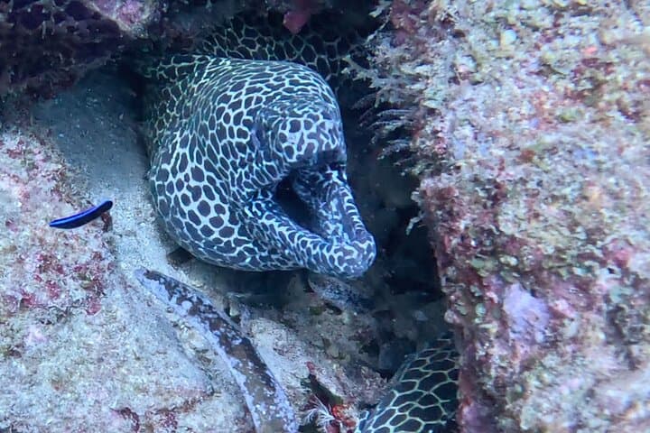 Discover Scuba Diving in Mombasa: Intro Dive at Coral Gardens photo 5