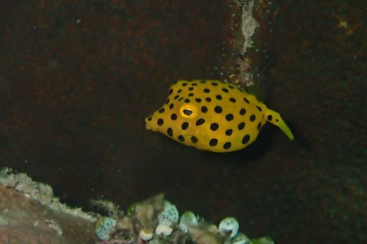 Discover Scuba Diving in Mombasa: Intro Dive at Coral Gardens photo 6