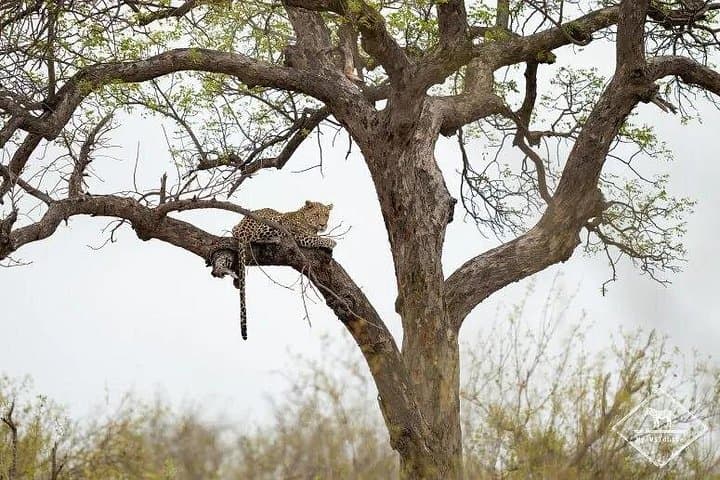 Kruger to Victoria Falls: 7-Day Midrange Safari and Falls Adventure photo 2