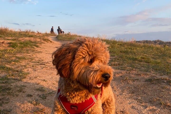 Sunset Hike Through Cappadocia's Red & Rose Valleys with Trekking Dog Oscar photo 4