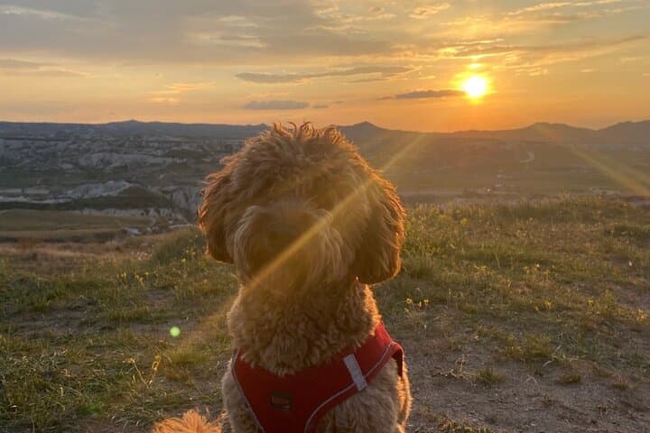 Sunset Hike Through Cappadocia's Red & Rose Valleys with Trekking Dog Oscar photo 2