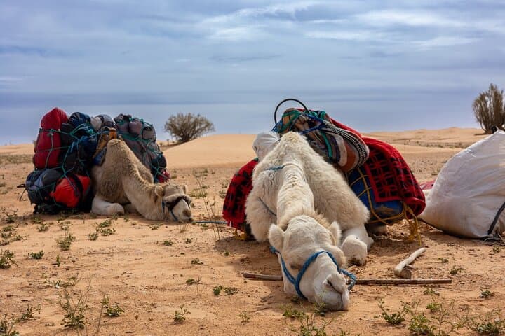 Overnight Camel Trek in the Sahara: Sunset Ride, Desert Camp & Sunrise Return photo 5