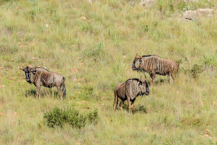 Full-Day Maasai Mara Safari from Nairobi: Game Drives, Wildlife & Practical Tips photo 4