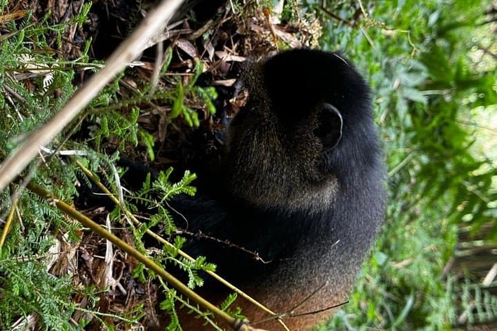 Golden Monkey Trekking in Volcanoes National Park — Rwanda Bamboo Forest Encounter photo 1