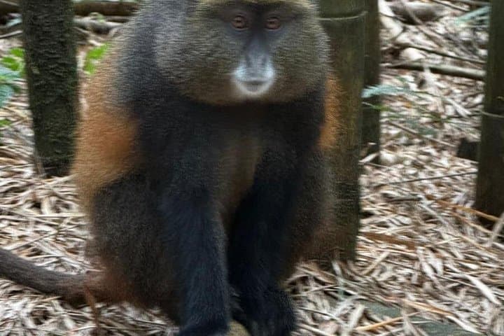 Golden Monkey Trekking in Volcanoes National Park — Rwanda Bamboo Forest Encounter photo 2