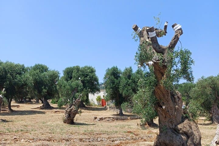 Ostuni Secret Gardens Walk and Aperitif: Historic Hilltop Stroll & Tasting photo 2