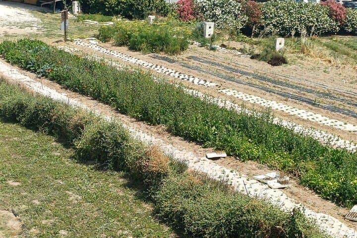 Ostuni Secret Gardens Walk and Aperitif: Historic Hilltop Stroll & Tasting photo 4