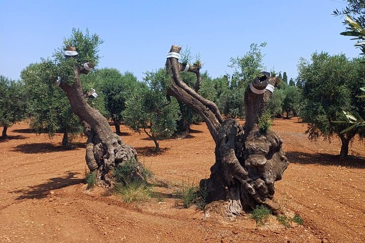 Ostuni Secret Gardens Walk and Aperitif: Historic Hilltop Stroll & Tasting photo 5
