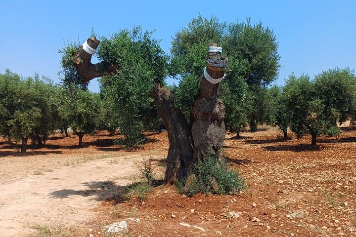 Ostuni Secret Gardens Walk and Aperitif: Historic Hilltop Stroll & Tasting photo 6