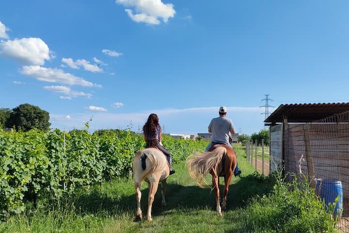 Horseback Riding and Wine Tasting in Lake Garda Vineyards photo 4