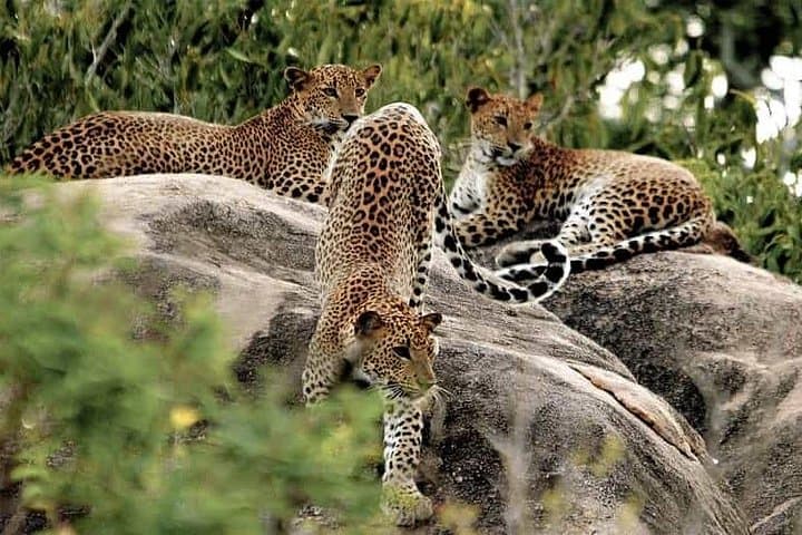 Yala National Park Full-Day Safari from Mirissa, Galle & Tangalle photo 4