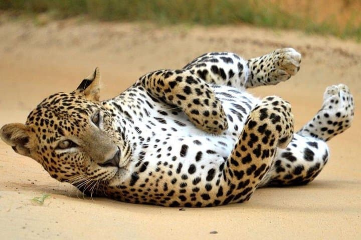 Yala National Park Full-Day Safari from Mirissa, Galle & Tangalle photo 3
