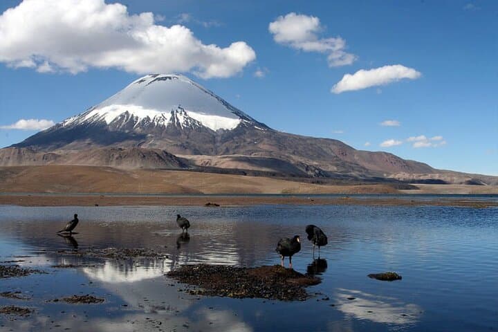 Chungará Lake & Lauca National Park Day Tour from Arica