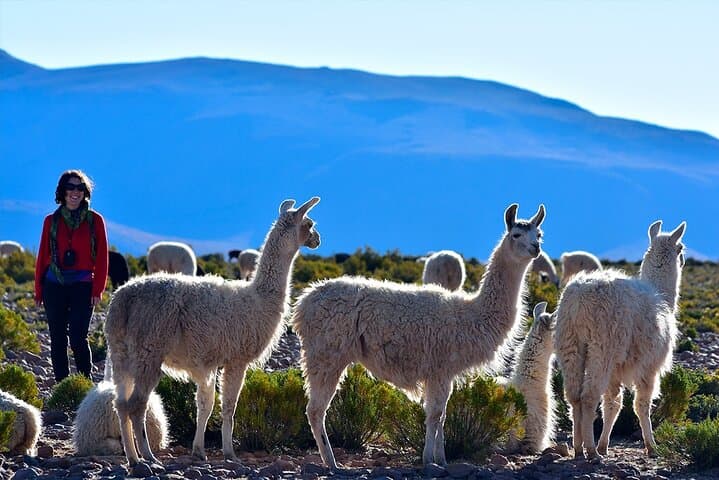 Chungará Lake & Lauca National Park Day Tour from Arica photo 3