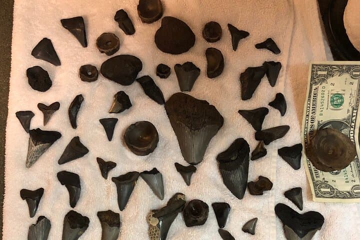 Folly Beach to Morris Island: Private Dolphin, Lighthouse & Shelling Adventure photo 3