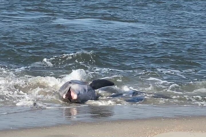 Folly Beach to Morris Island: Private Dolphin, Lighthouse & Shelling Adventure photo 5