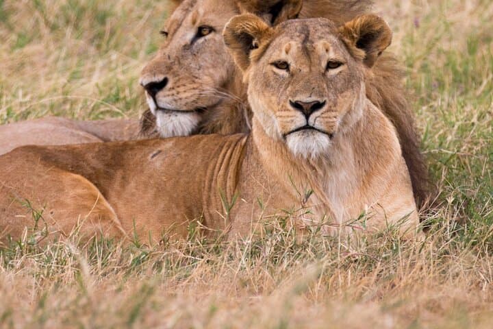 Half-Day Lion Park Safari Near Johannesburg — Guided Wildlife Drive & Photo Opportunities