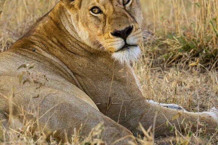 Half-Day Lion Park Safari Near Johannesburg — Guided Wildlife Drive & Photo Opportunities photo 2