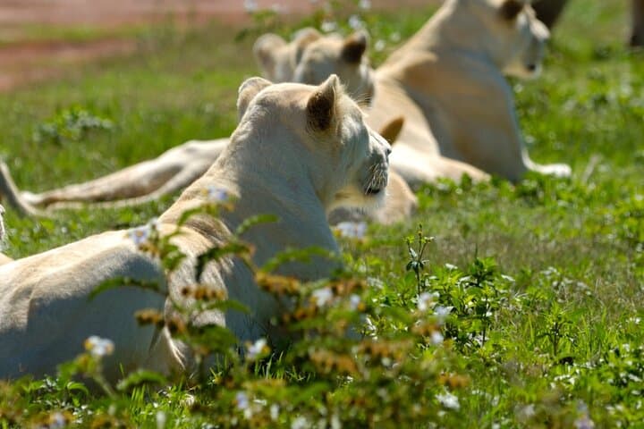 Half-Day Lion Park Safari Near Johannesburg — Guided Wildlife Drive & Photo Opportunities photo 3