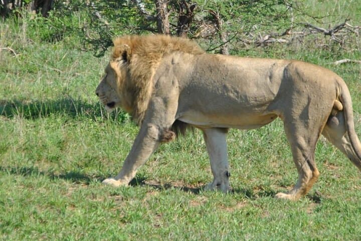 Half-Day Lion Park Safari Near Johannesburg — Guided Wildlife Drive & Photo Opportunities photo 5