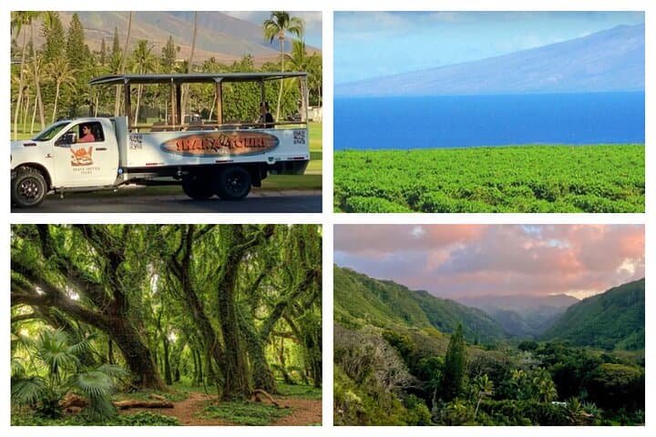 Open-Air West Maui Sightseeing: Banyan Tree, Honolua Bay & Nakalele Blowhole Tour photo 3