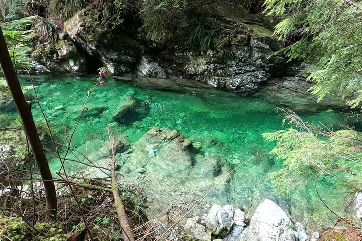 Capilano Suspension Bridge, Lynn Canyon & Stanley Park: North Vancouver Highlights Tour photo 5