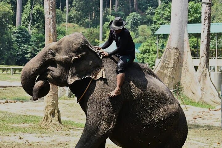 3-Day Kuala Lumpur to Taman Negara: Batu Caves, Elephants & Jungle Trek