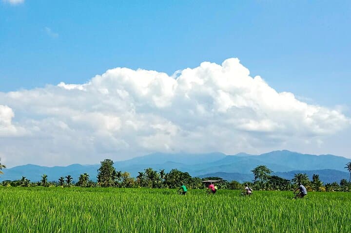 Cycle the Mae Ping: Chiang Mai Rice Fields Bike Tour from the City photo 3
