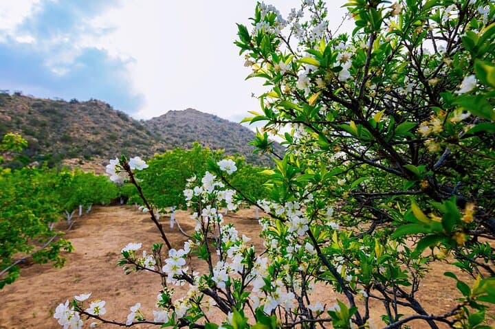 Full-Day Taif Tour from Makkah: Roses, Mountains & Markets photo 4