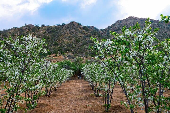Full-Day Taif Tour from Makkah: Roses, Mountains & Markets photo 5