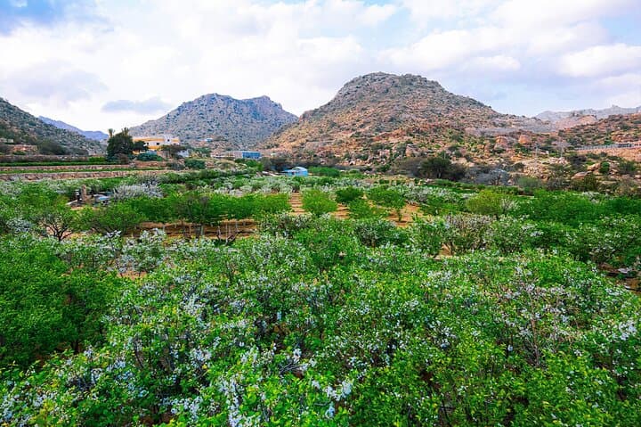 Full-Day Taif Tour from Makkah: Roses, Mountains & Markets photo 6