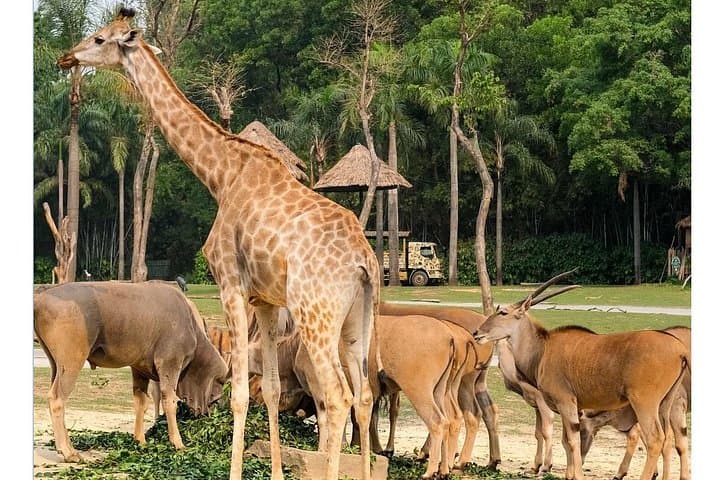 Private Chimelong Safari Park Tour with Giant Panda Viewing from Guangzhou photo 2