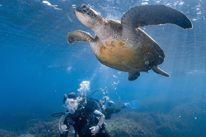 Dive with Green Sea Turtles at Xiaoliuqiu — Beginner Scuba Experience photo 2